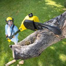 How Our Tree Care Process Works  in  Mount Vernon, TX