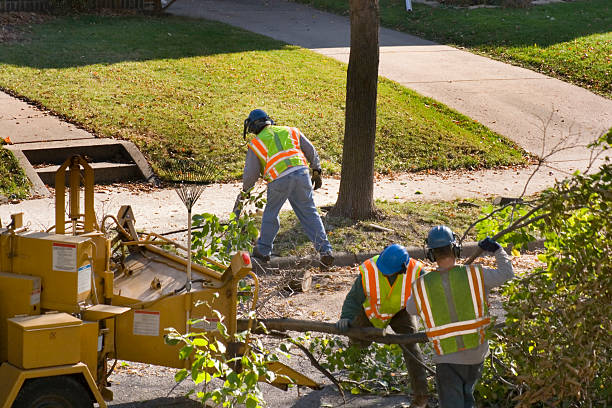 Best Tree Disease Treatment  in Mount Vernon, TX