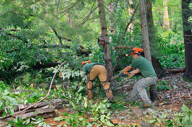 Best Fruit Tree Pruning  in Mount Vernon, TX