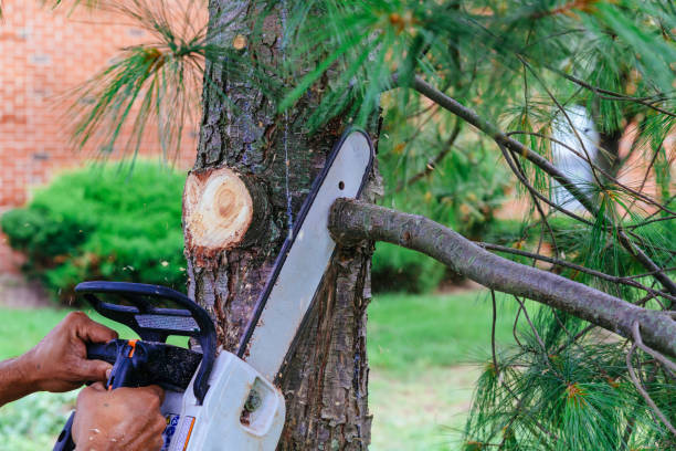 Best Tree Trimming and Pruning  in Mount Vernon, TX